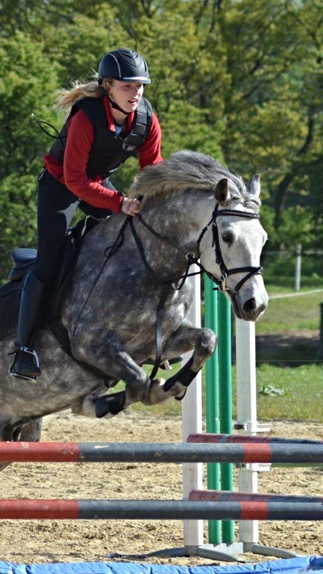 New Forest | Cavallino | billede 7