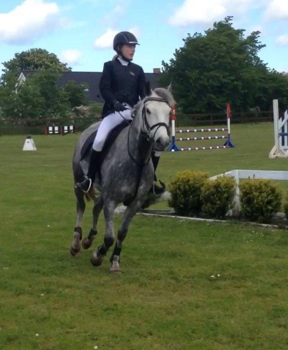 New Forest | Cavallino | - Hans første LC (80 cm) :-D billede 10