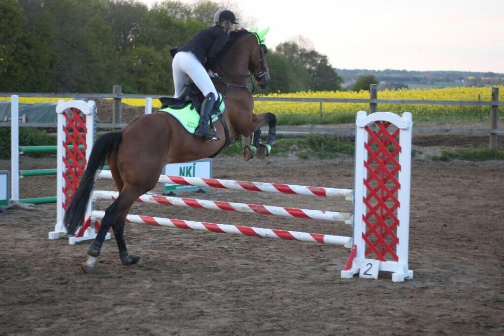 Fransk Varmblod Quatia des vaux billede 21