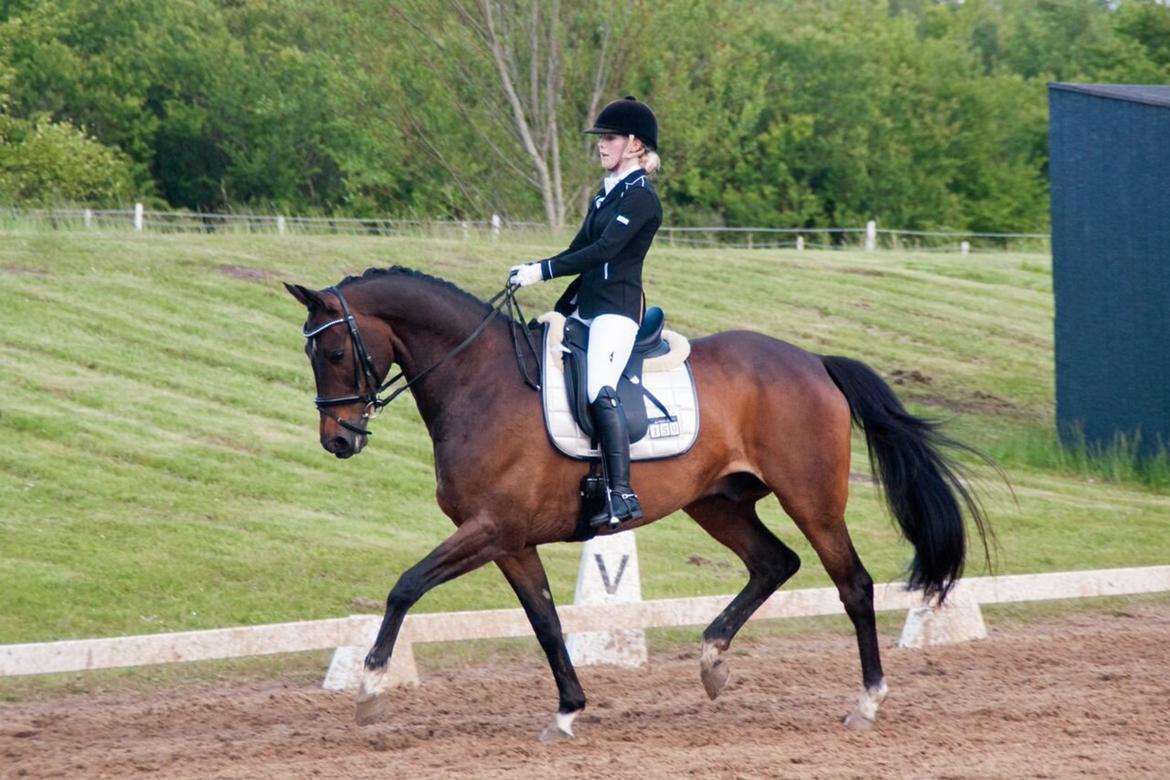 Trakehner M-speedy billede 2