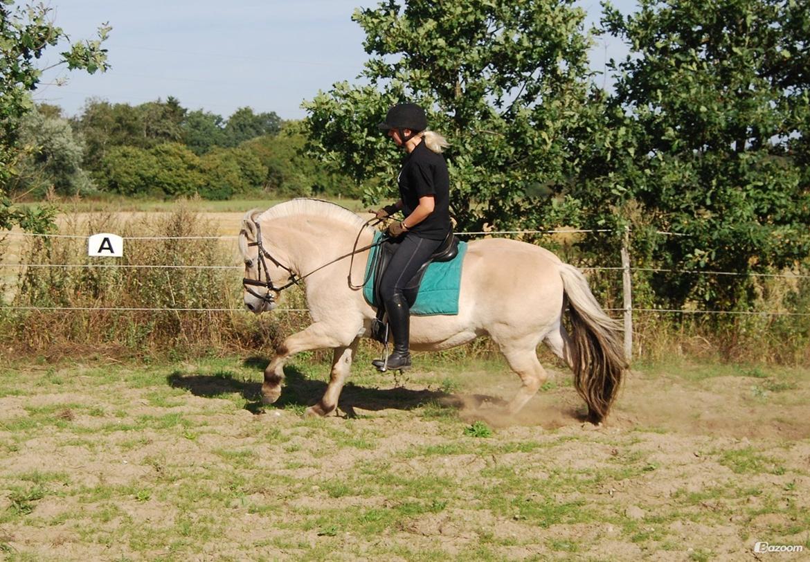 Fjordhest Østerskov's Dundee billede 7