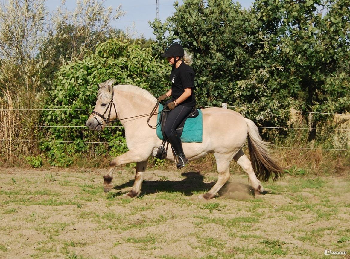 Fjordhest Østerskov's Dundee billede 8