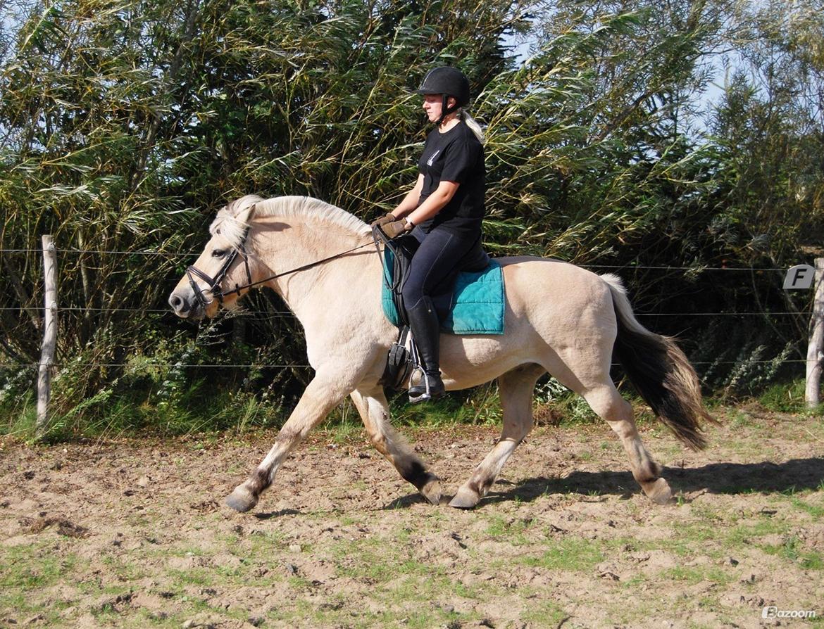 Fjordhest Østerskov's Dundee billede 9