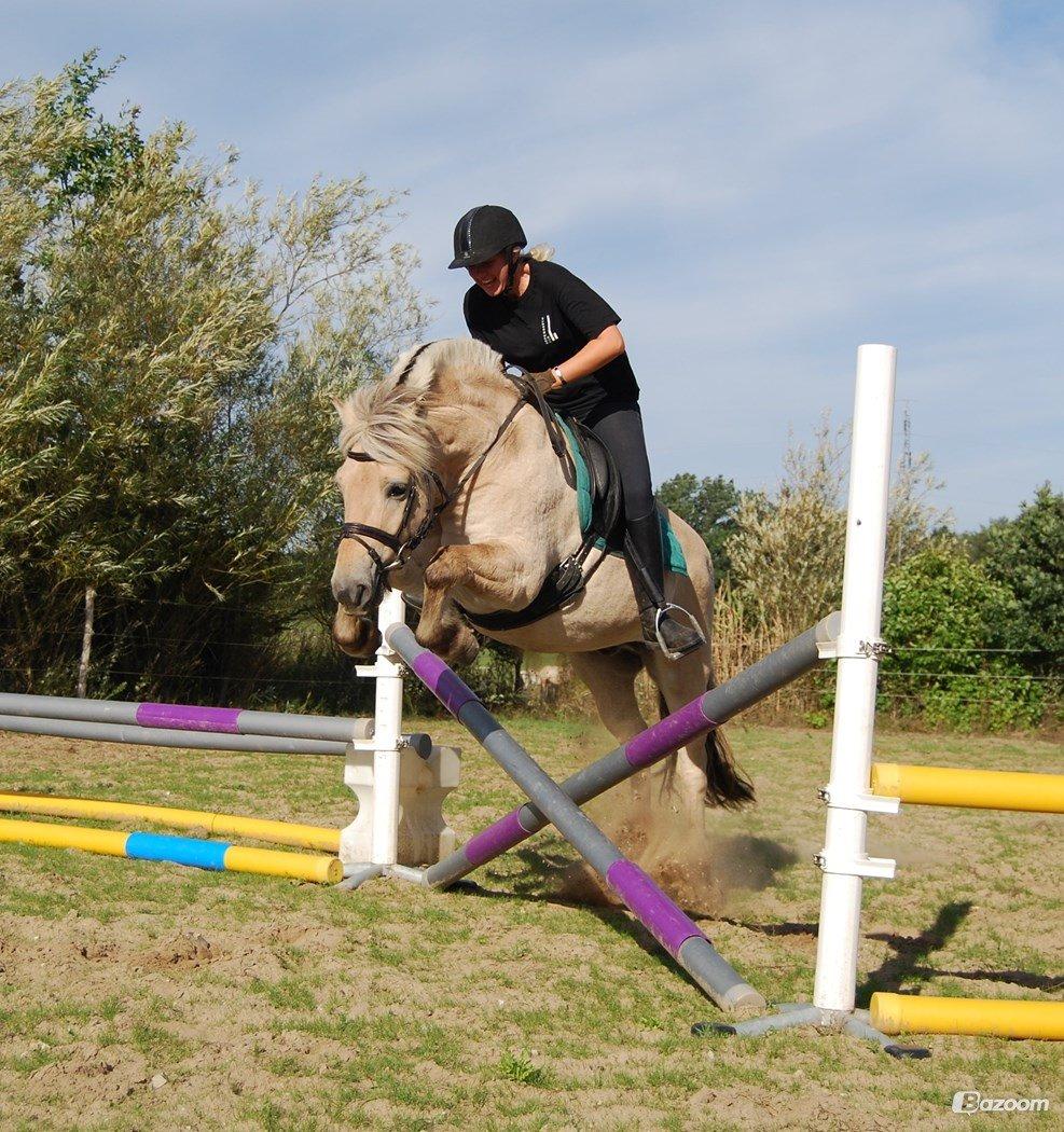 Fjordhest Østerskov's Dundee billede 11