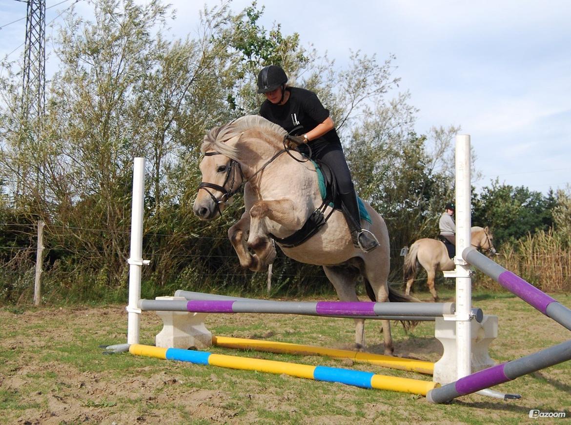 Fjordhest Østerskov's Dundee billede 12