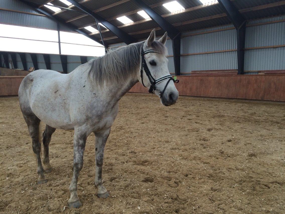 Arabisk fuldblod (OX) Jerome milano  *tidl. Part* billede 1