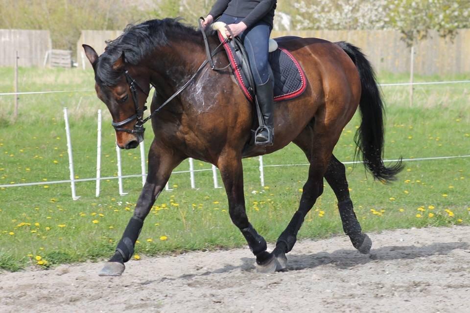 Dansk Varmblod Lantessa R.I.P billede 1