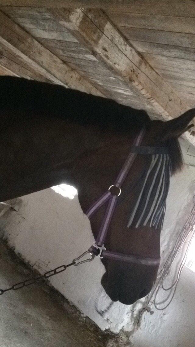 Dansk Varmblod Lantessa R.I.P billede 10