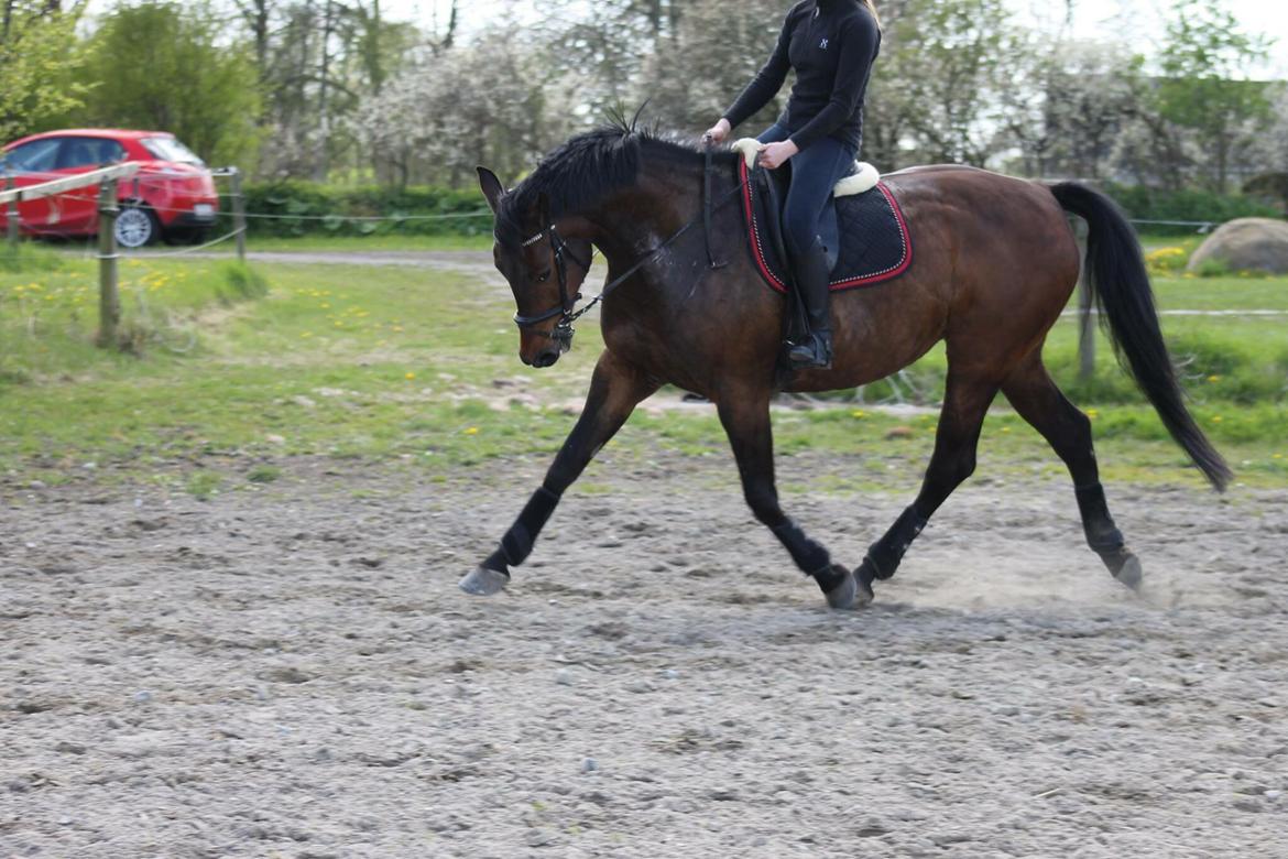 Dansk Varmblod Lantessa R.I.P billede 5