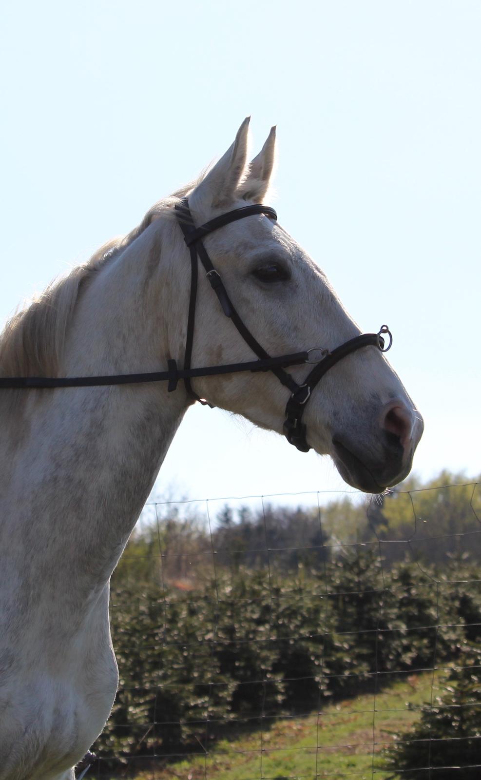 Anden særlig race Skonhøjs Belou - Foto: 
Foto: Rikke Liboriussen Laursen billede 3