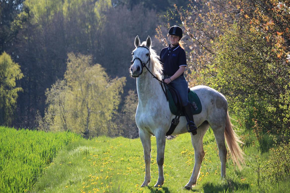 Anden særlig race Skonhøjs Belou - 
Foto: Rikke Liboriussen Laursen billede 4
