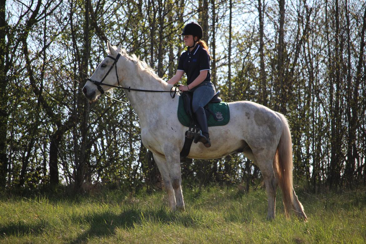 Anden særlig race Skonhøjs Belou - 
Foto: Rikke Liboriussen Laursen
Rikke Liboriussen Laursen billede 5