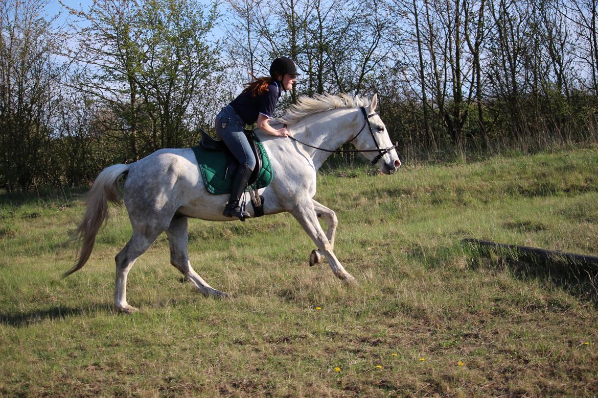 Anden særlig race Skonhøjs Belou - 
Foto: Rikke Liboriussen Laursen billede 6