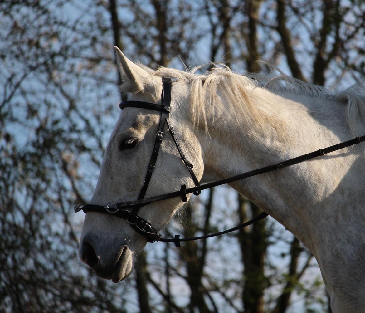 Anden særlig race Skonhøjs Belou - 
Foto: Rikke Liboriussen Laursen billede 8
