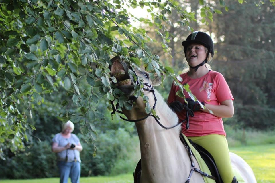 Fjordhest Gitte Fjord - Lippa billede 44