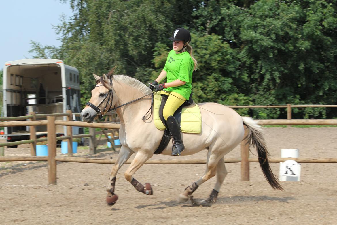 Fjordhest Gitte Fjord - Lippa billede 43
