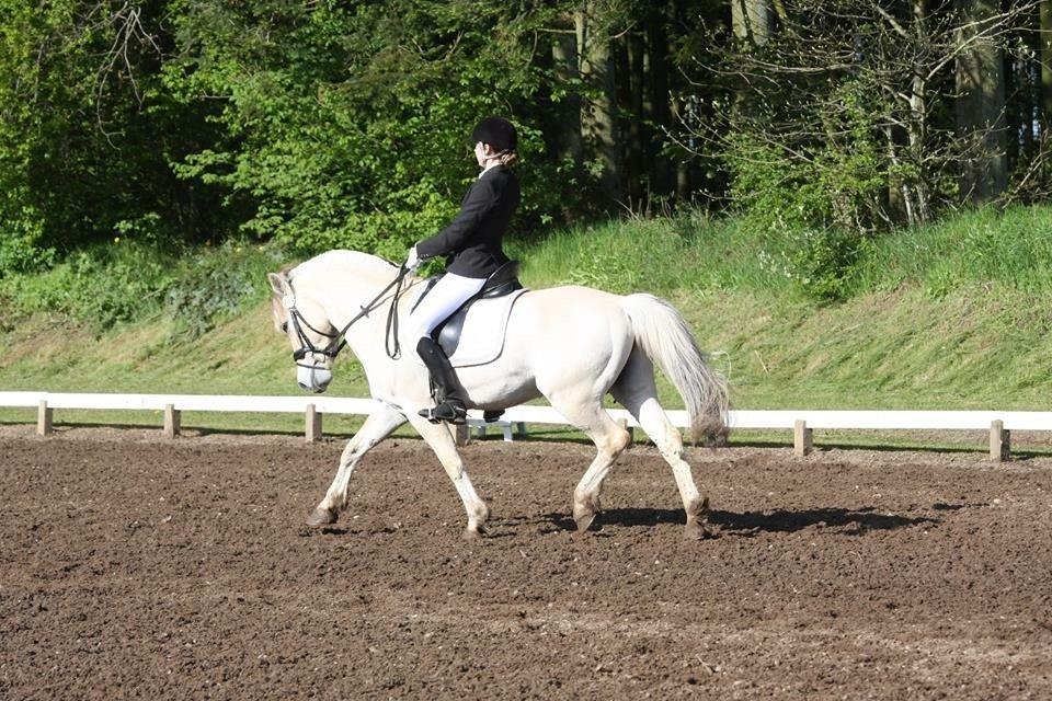 Fjordhest Hjalde Fjord billede 13