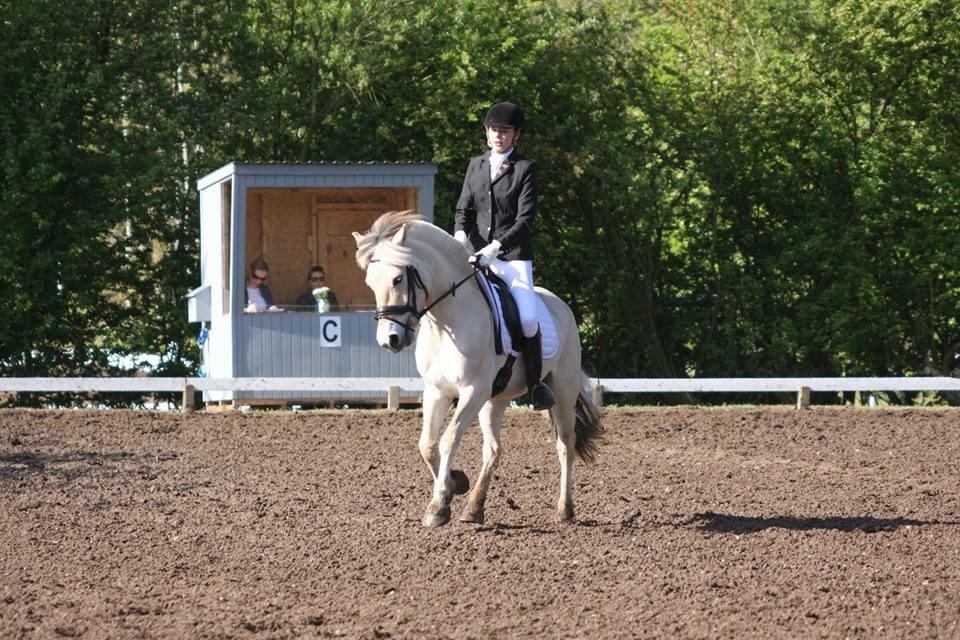 Fjordhest Hjalde Fjord billede 15
