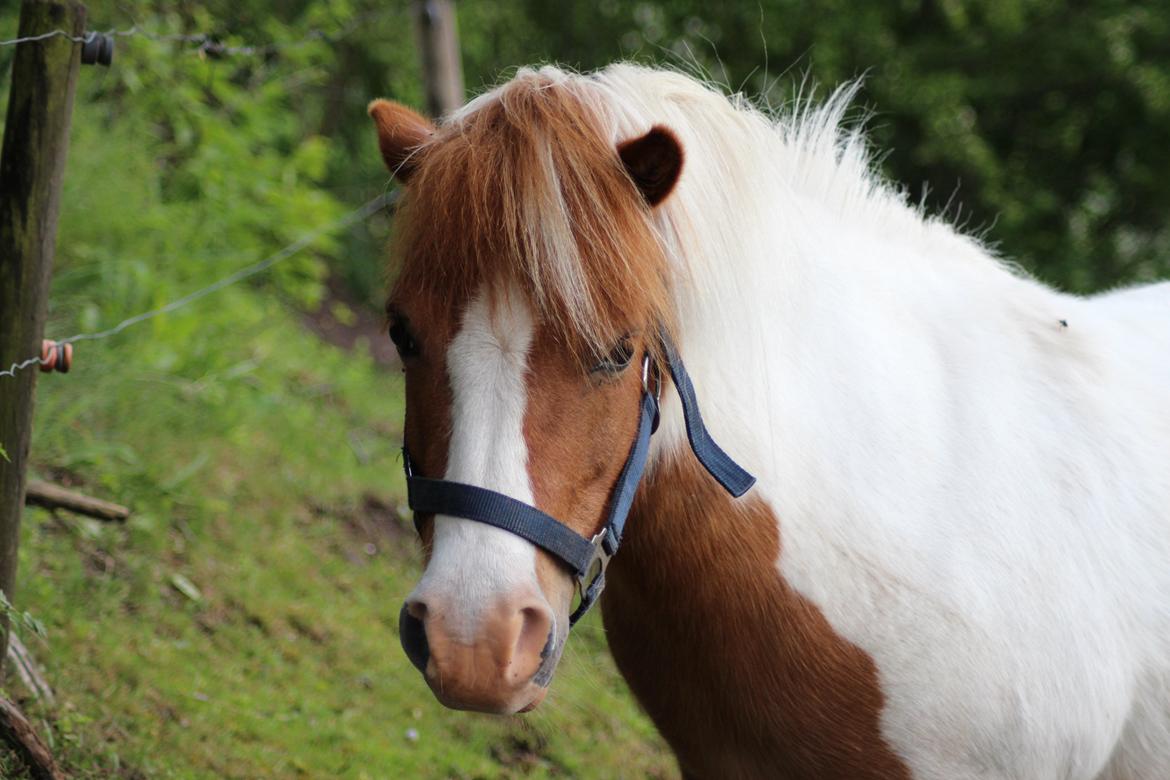 Anden særlig race Smut - Juni 2015 <3 billede 3