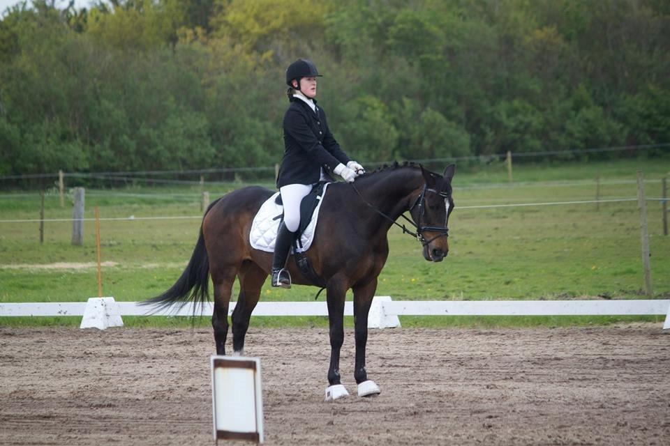 Dansk Varmblod Midor (Mulle) - Stævne i Nr.Nebel. 2015 billede 14