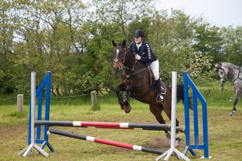 Dansk Varmblod Midor (Mulle) - Stævne i Nr.Nebel. 2015                                                         fejl fri runde. billede 12