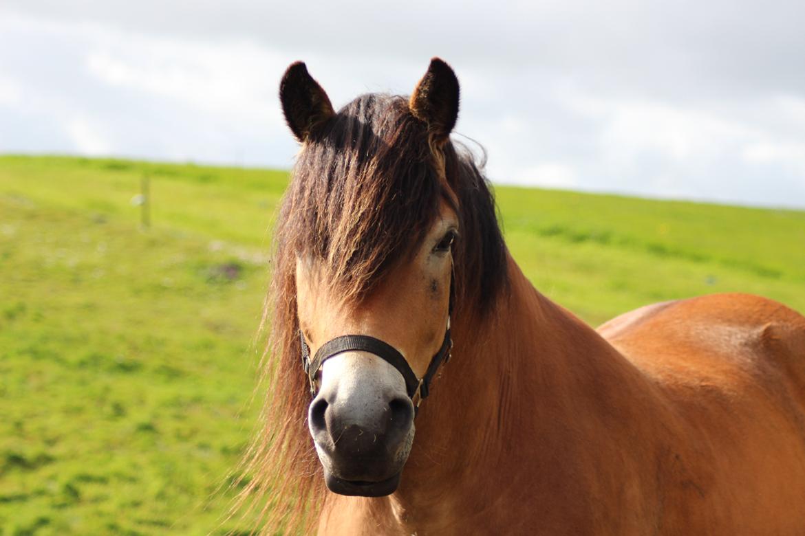 Nordsvensk Skovhest Helmi - Velkommen til Helmis profil! :)) billede 1