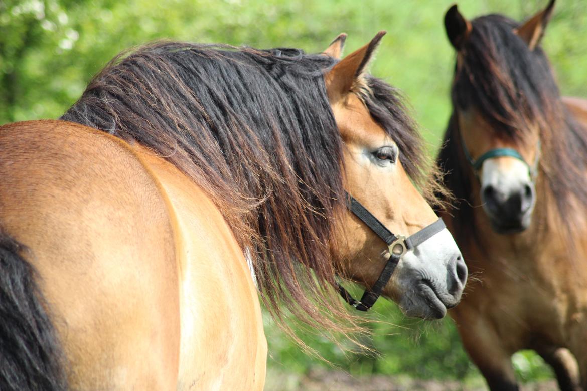 Nordsvensk Skovhest Helmi billede 6