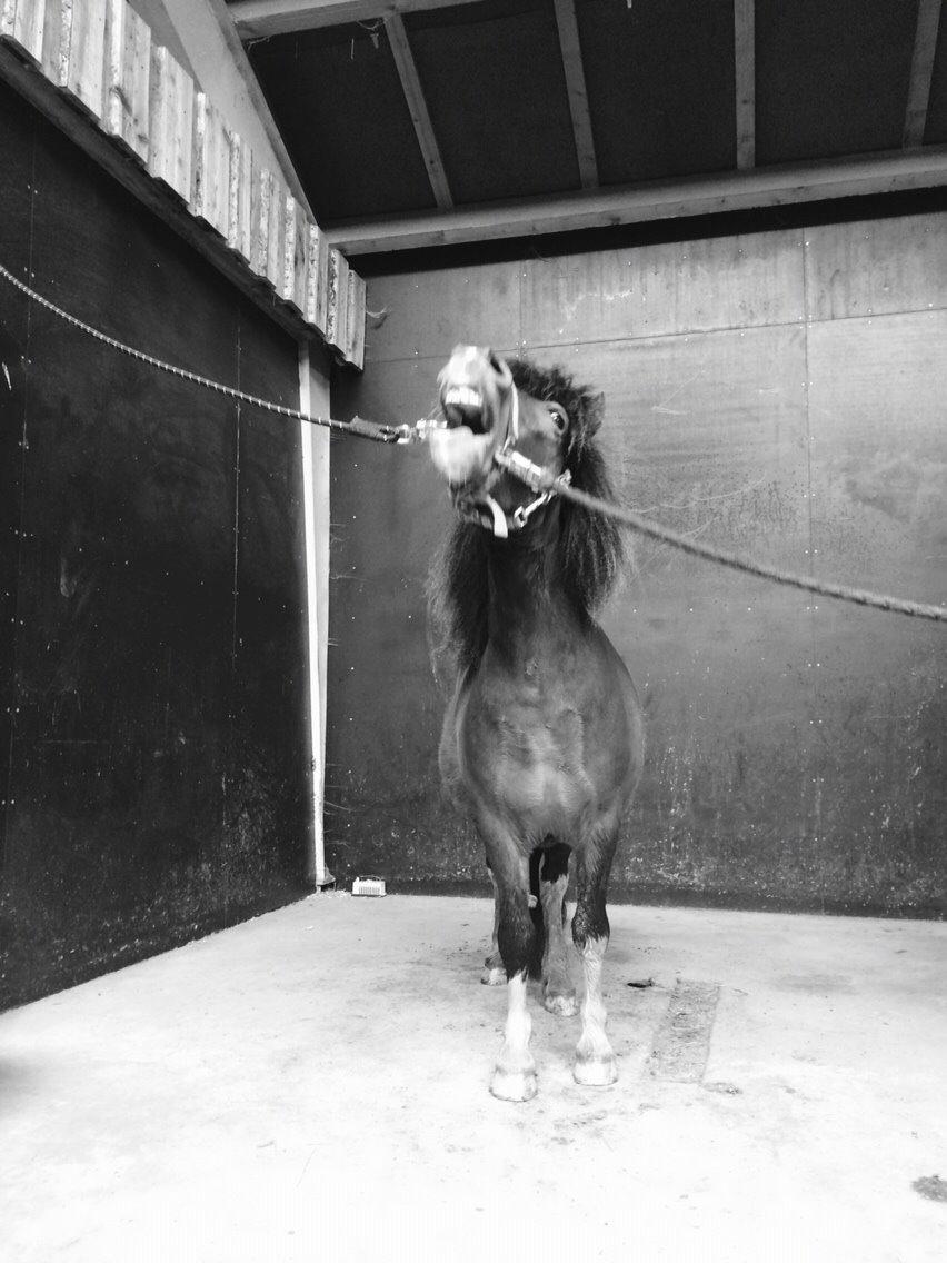 Shetlænder Lehnskovs Ibrahim (Ib) billede 11