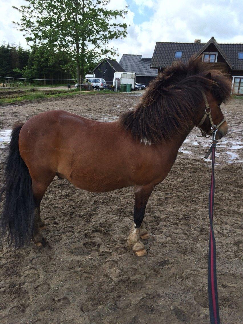 Shetlænder Lehnskovs Ibrahim (Ib) billede 12