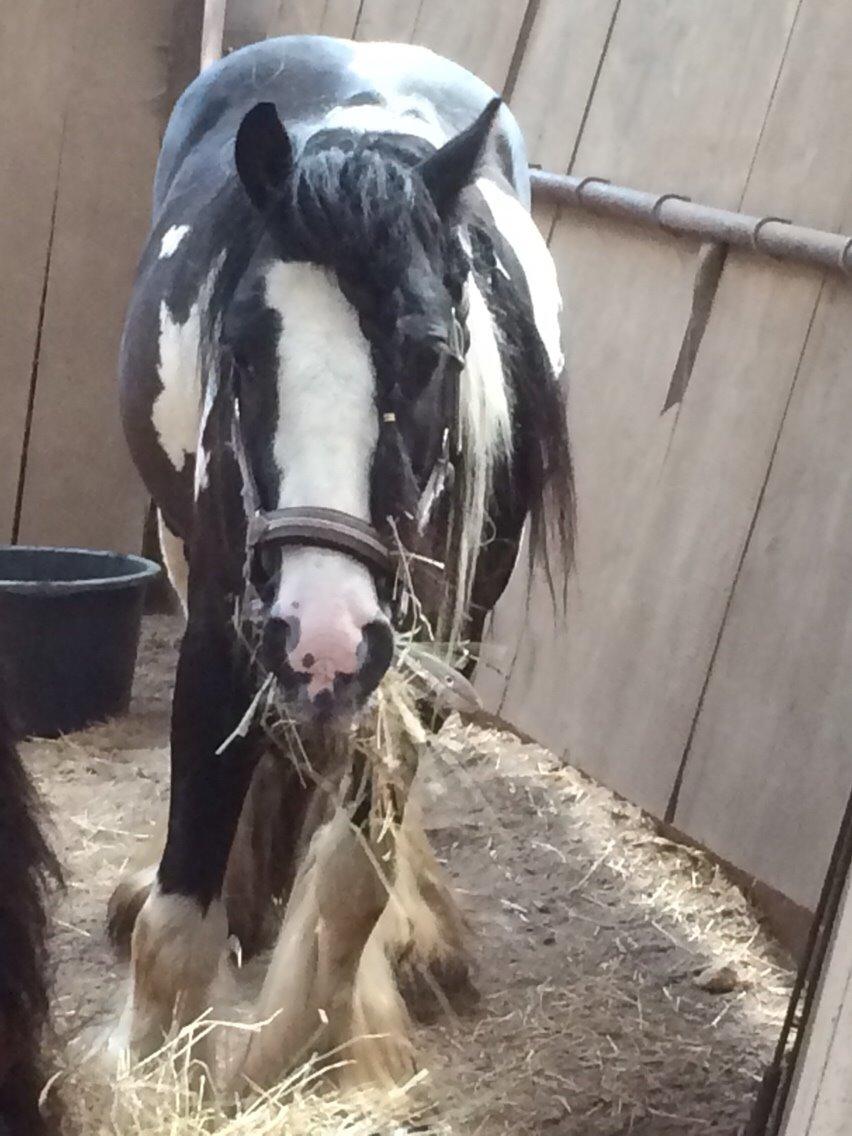 Tinker Oliver billede 3