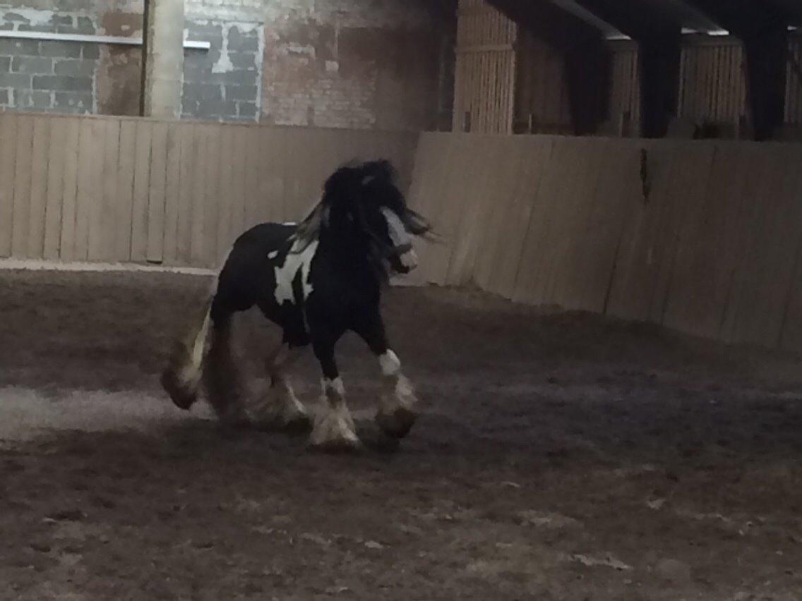 Tinker Oliver billede 4