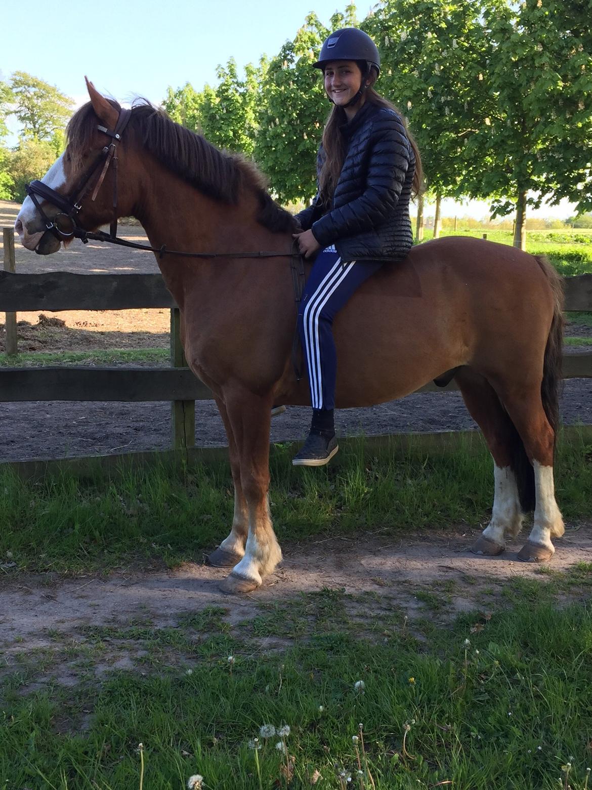 Anden særlig race Cornelius junior - dejligeste og lækreste pony billede 7