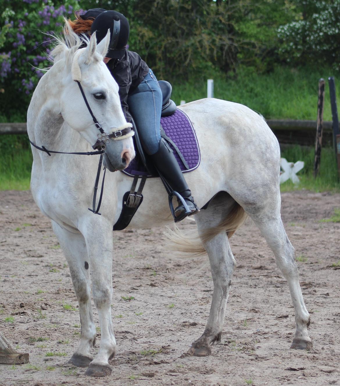 Anden særlig race Skonhøjs Belou billede 10