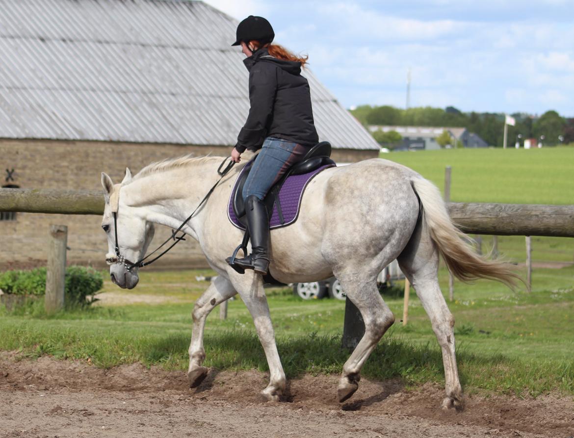 Anden særlig race Skonhøjs Belou billede 11