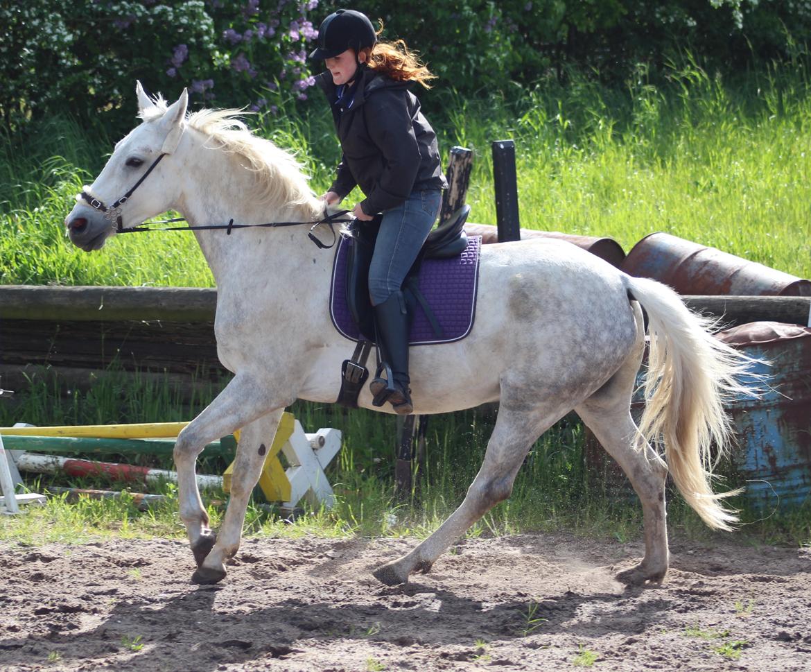 Anden særlig race Skonhøjs Belou billede 12