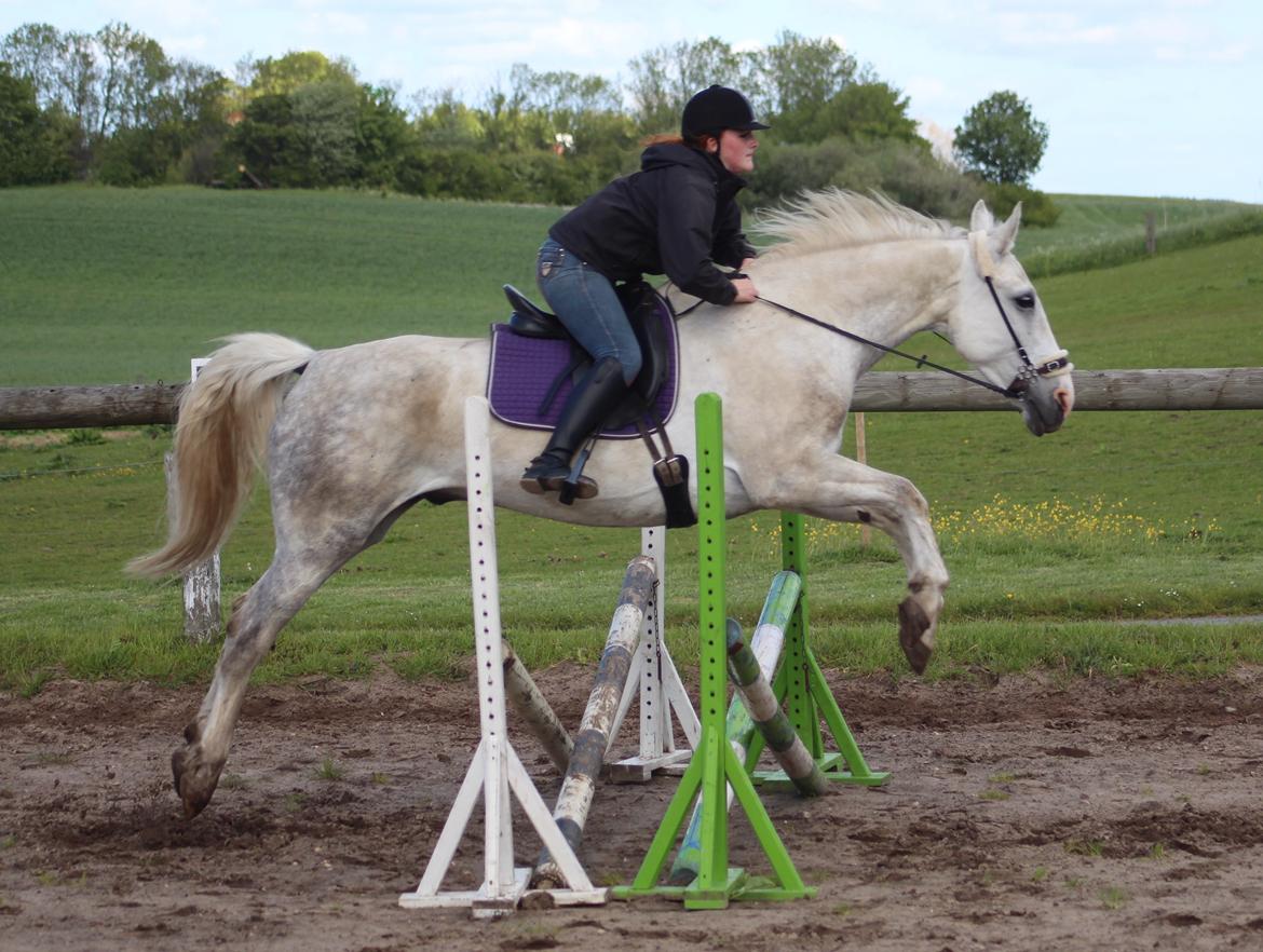 Anden særlig race Skonhøjs Belou billede 14