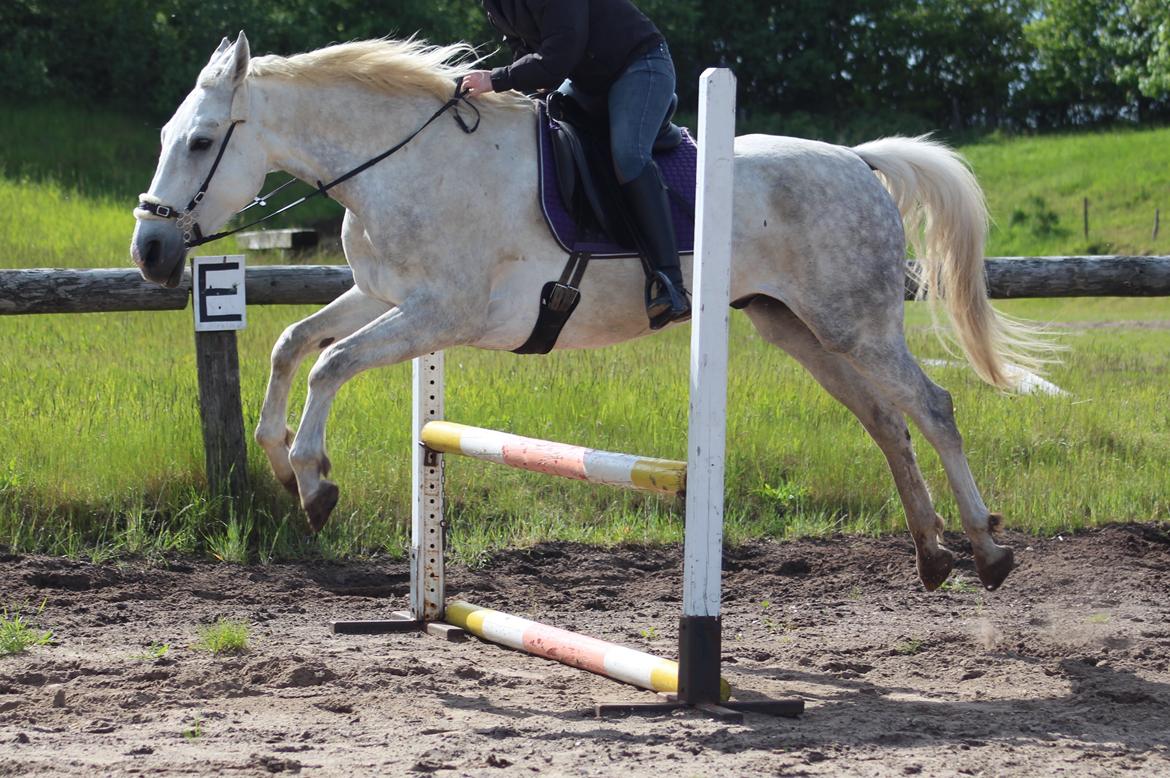 Anden særlig race Skonhøjs Belou billede 15