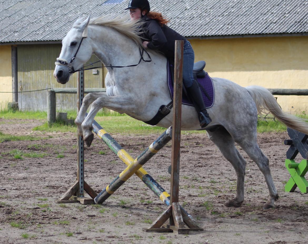 Anden særlig race Skonhøjs Belou billede 17