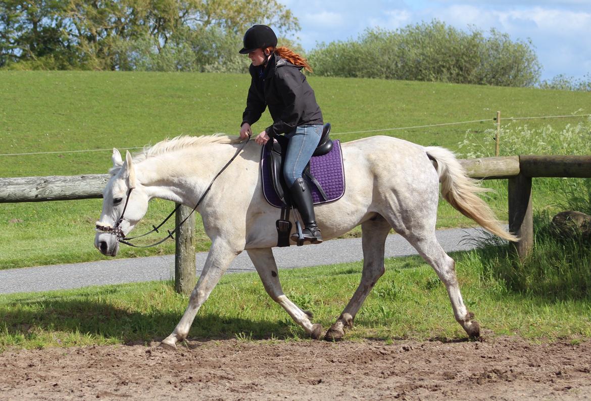 Anden særlig race Skonhøjs Belou billede 13