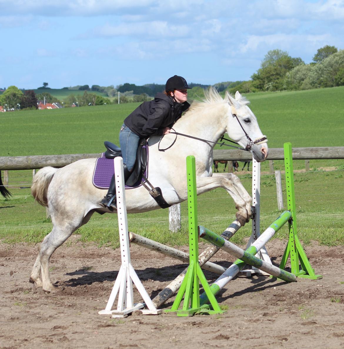 Anden særlig race Skonhøjs Belou billede 18