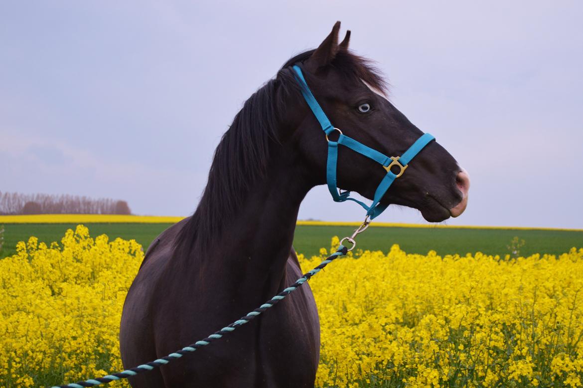 Anden særlig race Dixie billede 5