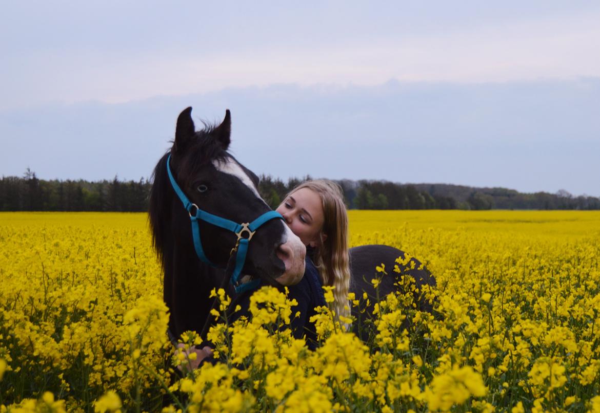 Anden særlig race Dixie billede 1