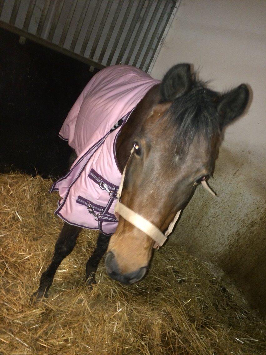 Anden særlig race Strøgårdens tøsen billede 4