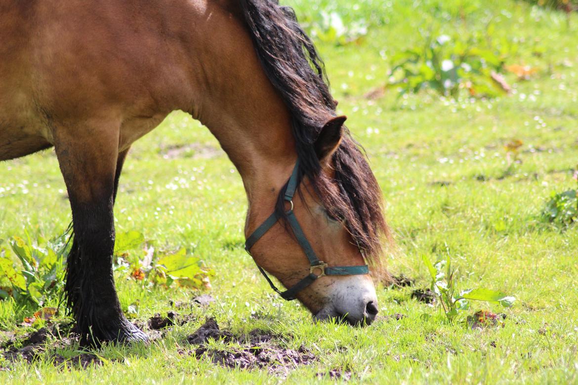 Nordsvensk Skovhest Wera billede 4