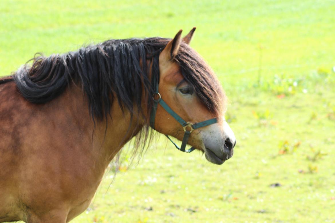 Nordsvensk Skovhest Wera billede 7