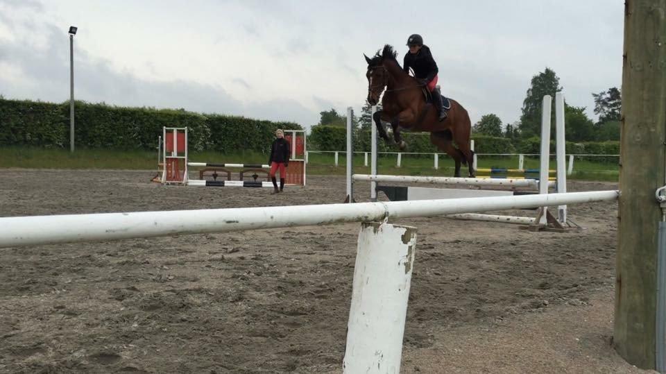 Dansk Varmblod Alicia billede 10