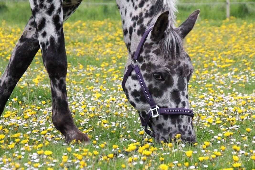 Knabstrupper P.T. Maximus billede 6