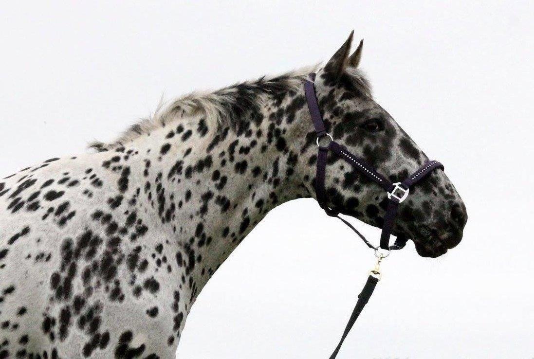 Knabstrupper P.T. Maximus billede 7