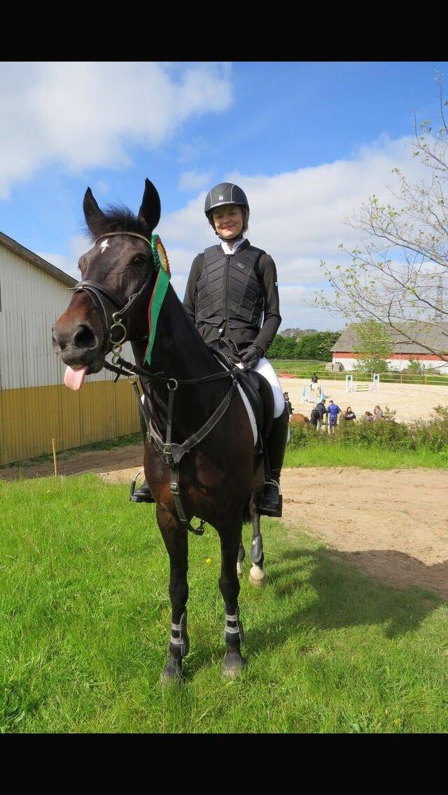 New Forest Hogenhof's Jeanetta - Hun synes ikke at de højder vi springer er helt seriøst nok ;-) billede 13