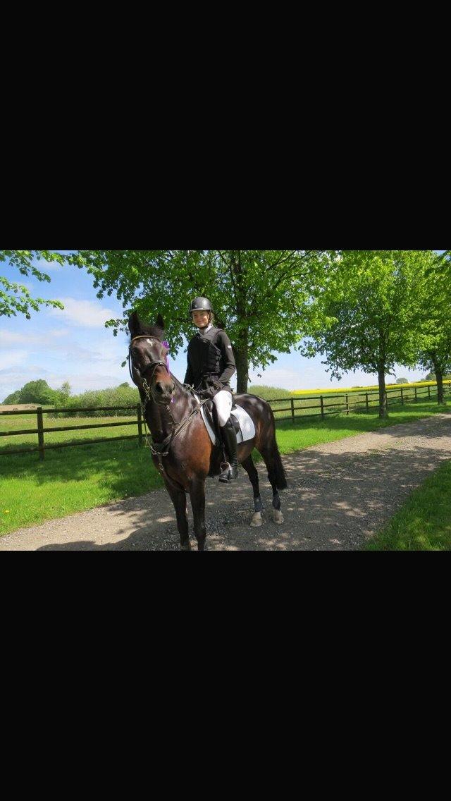 New Forest Hogenhof's Jeanetta - Stjernepony billede 14